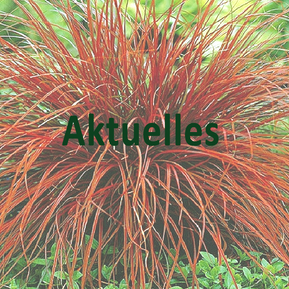 Schamanisches Arbeiten